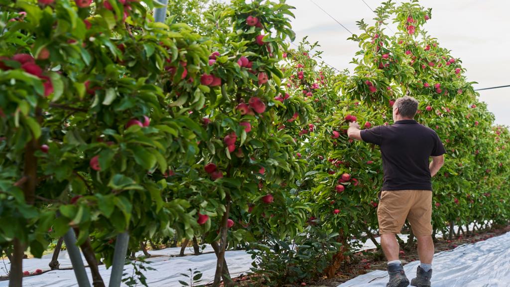 Are you just collecting apples or are you growing an orchard?